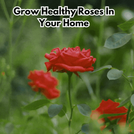 GD - Rose Flower Seeds