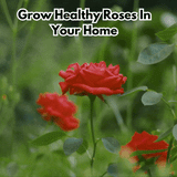 GD - Rose Flower Seeds