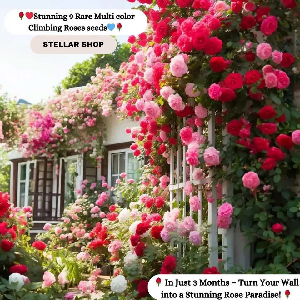 GD - Rose Flower Seeds