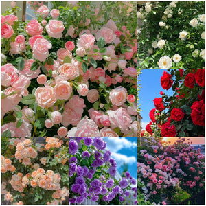 GD - Rose Flower Seeds